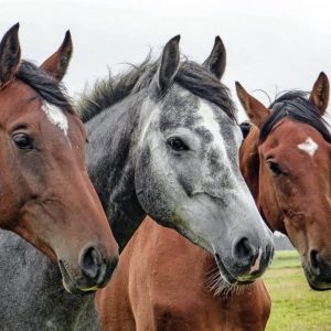 Haaranalyse Pferdehaare (Erkrankungen und Symptome)