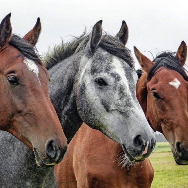 Horse hair analysis (diseases and symptoms)
